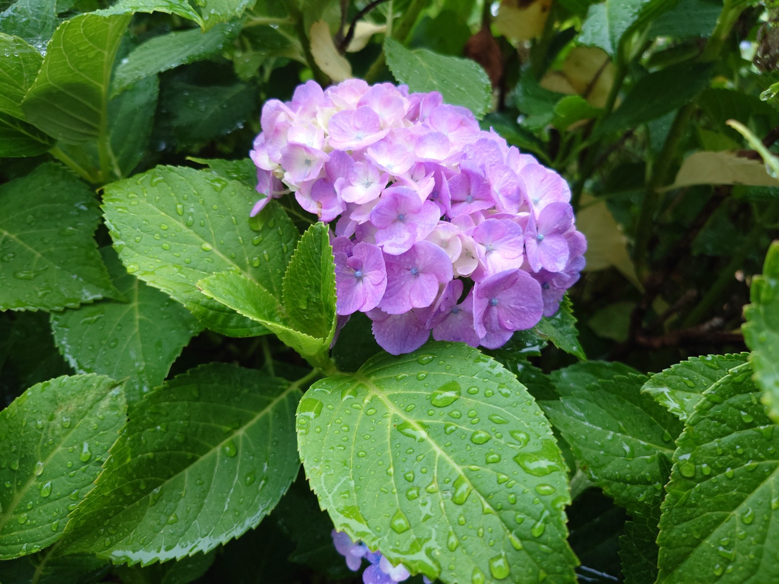 梅雨のアジサイと学生たちのまなざしニャ♪ 〜トミナガにようこそ！〜