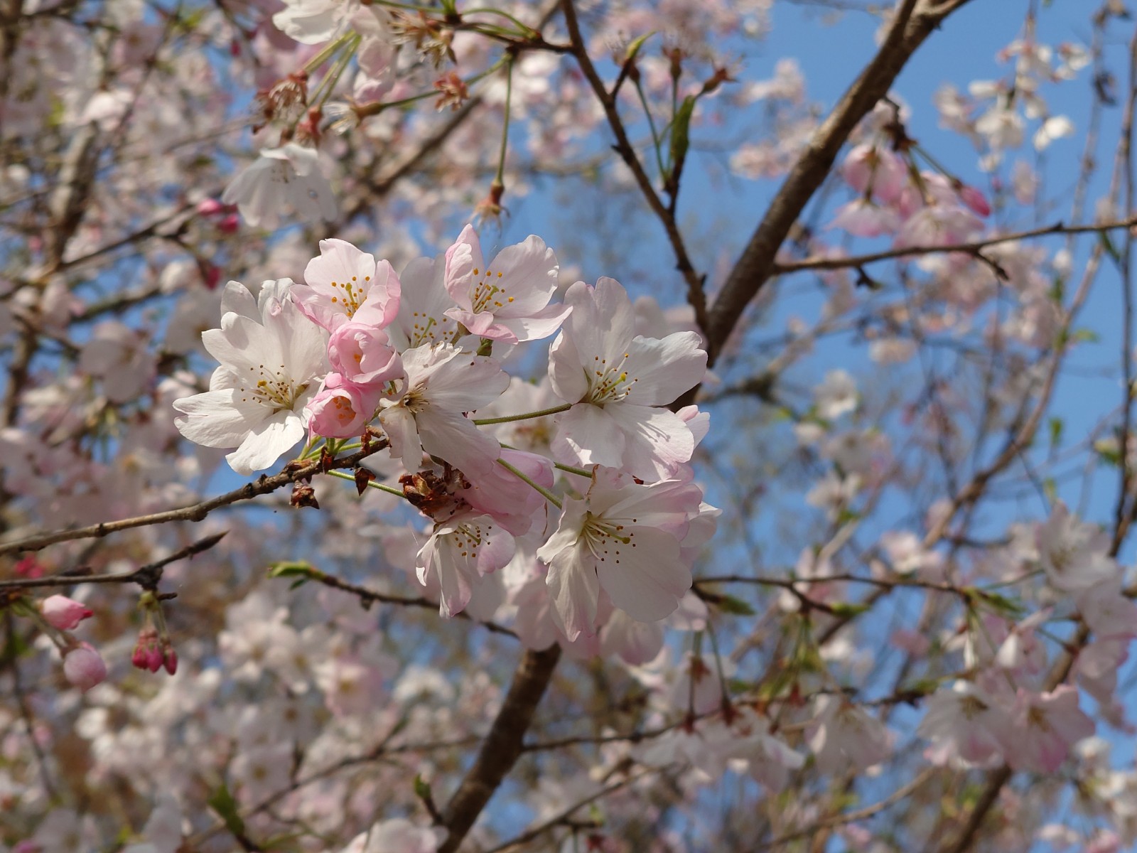 ベトナムから新しい仲間を迎えたニャ！